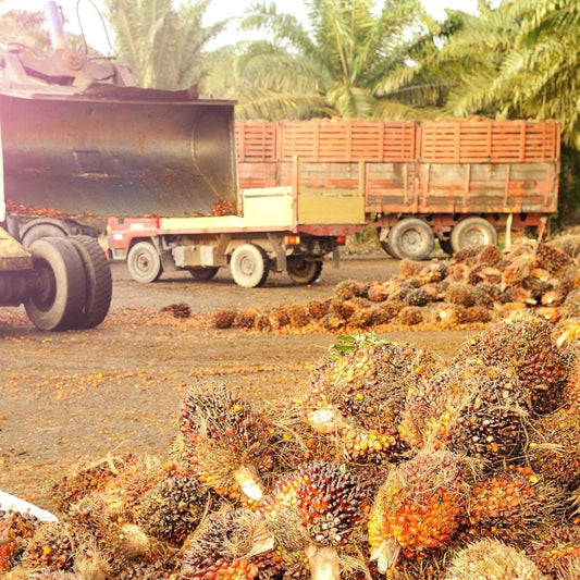 Why I do not use Palm Oil in my formulations - Obvs Skincare