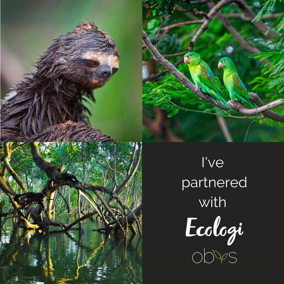 I am proud to announce that Obvs Skincare has teamed up with Ecologi! - Obvs Skincare
