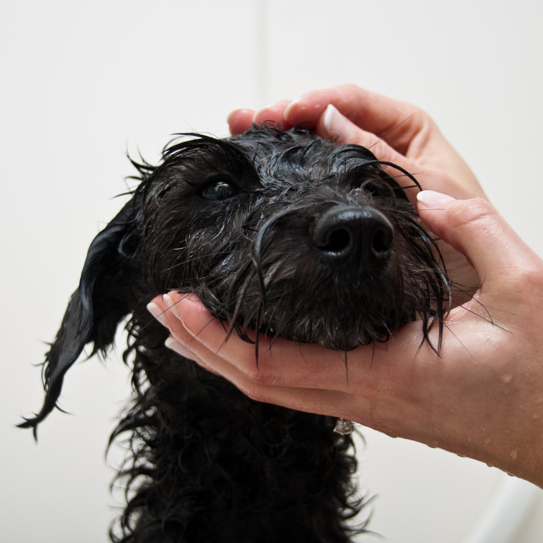 Why I created a soap for dogs. - Obvs Skincare
